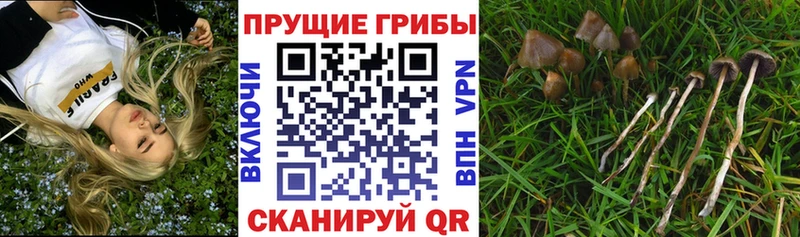 Купить  Камбарка  Галлюциногенные грибы Psilocybe 
